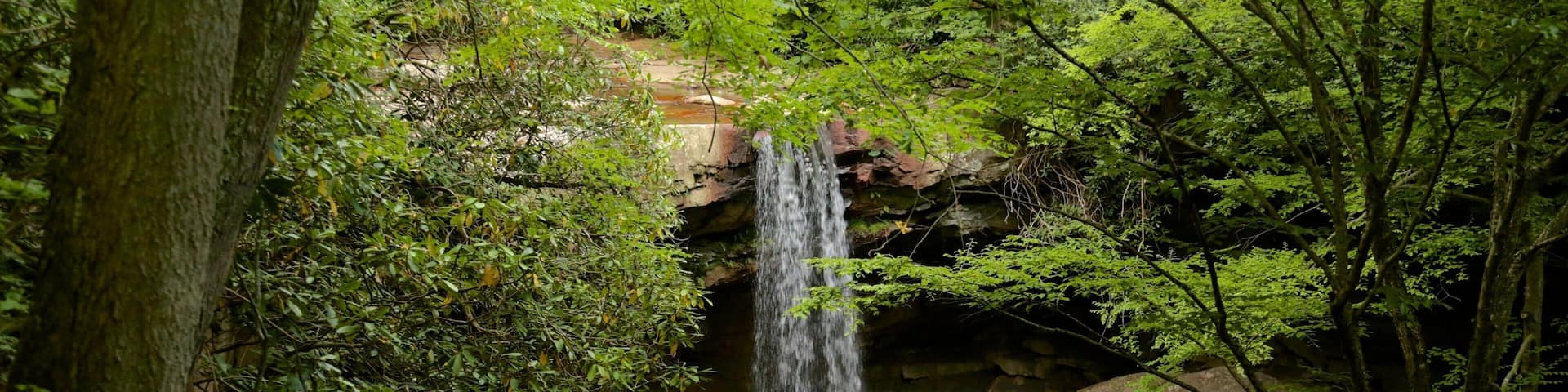 Uniontown featuring rainforest and a cascade