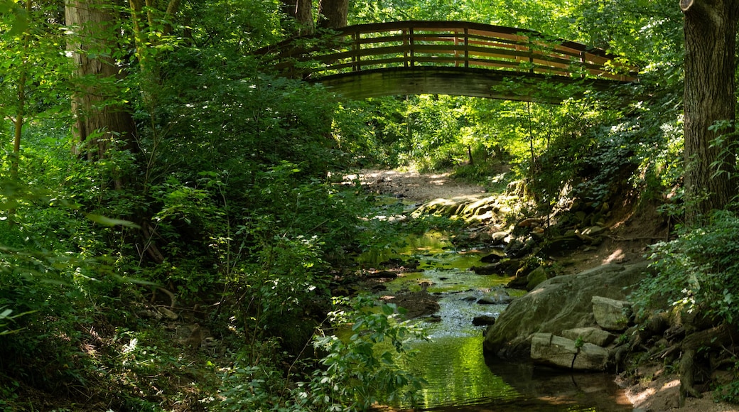 Wooden Bridge in the Forest