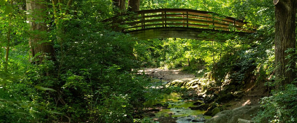 Wooden Bridge in the Forest