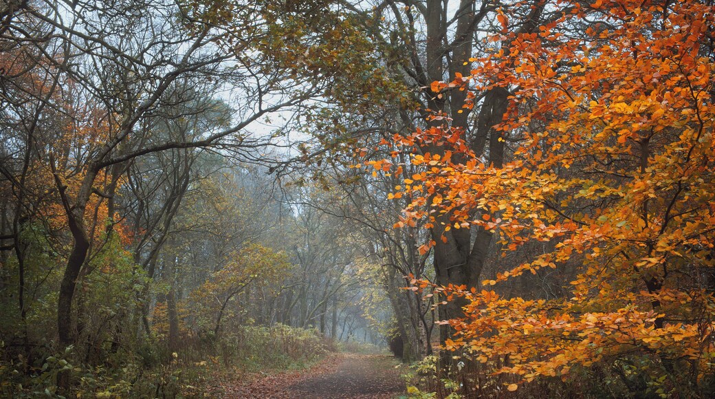 Autumn footpath in the park. Polkemmet Country Park, West Lothian, Scotland.
