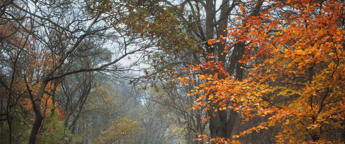 Autumn footpath in the park. Polkemmet Country Park, West Lothian, Scotland.
