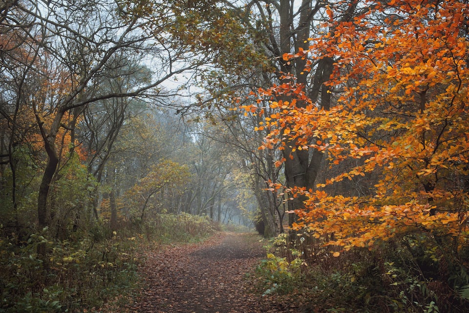 A forest path with autumn foliage.