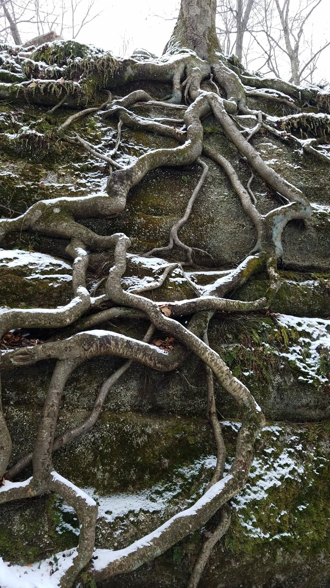 Neat tree roots clinging to the cliff.