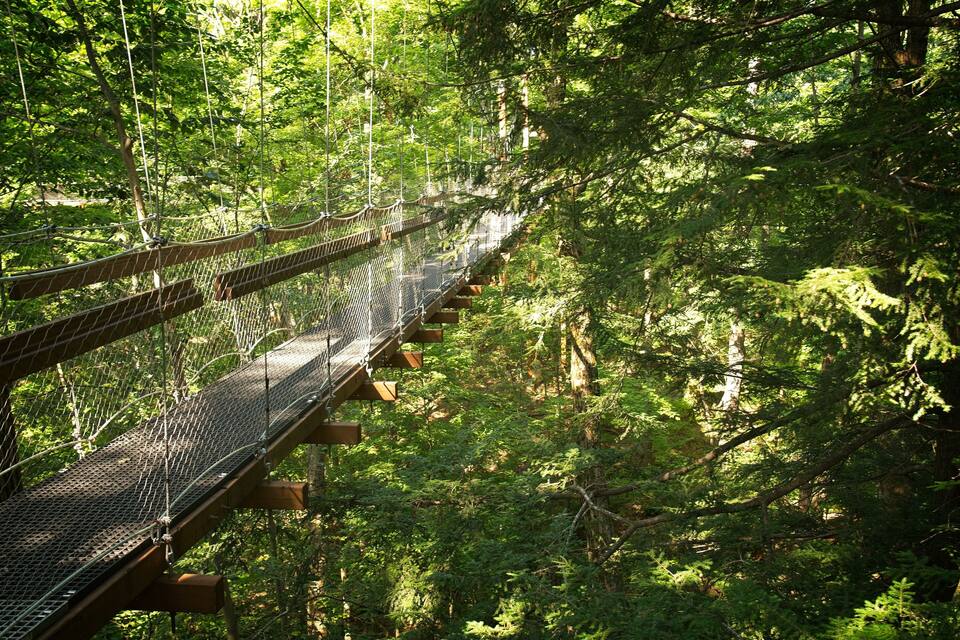A suspension bridge in a dense forest.