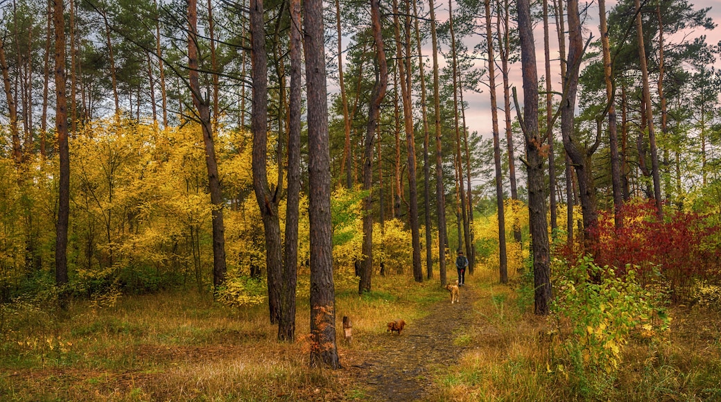 walk in the autumn forest. evening. autumn colors. sunset.