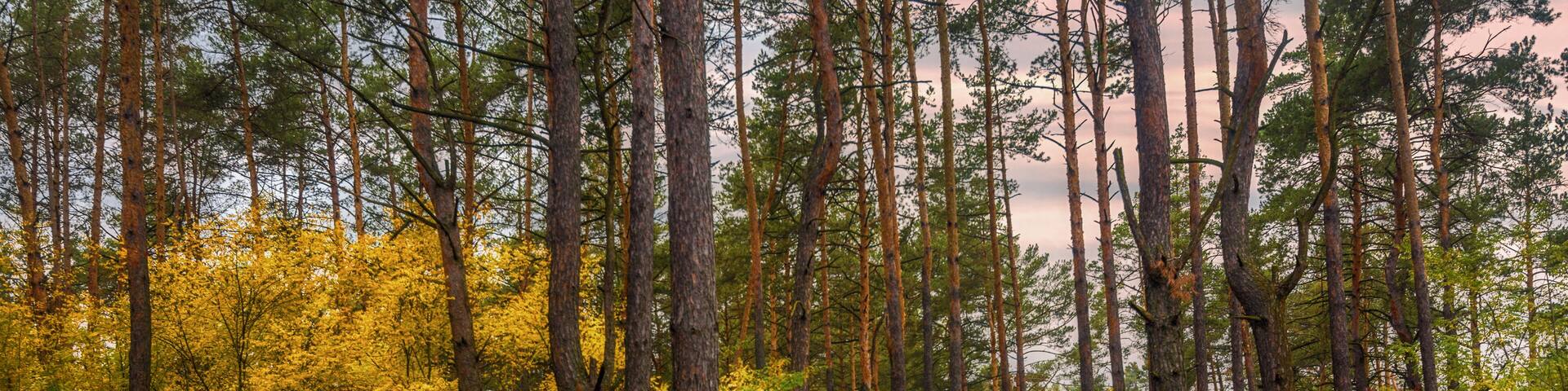 walk in the autumn forest. evening. autumn colors. sunset.