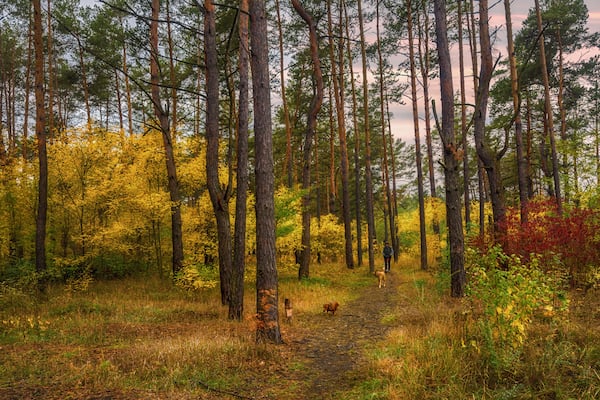 walk in the autumn forest. evening. autumn colors. sunset.