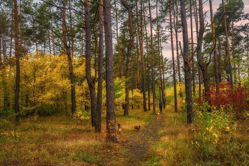 Un bosque con árboles altos, un camino y follaje otoñal.