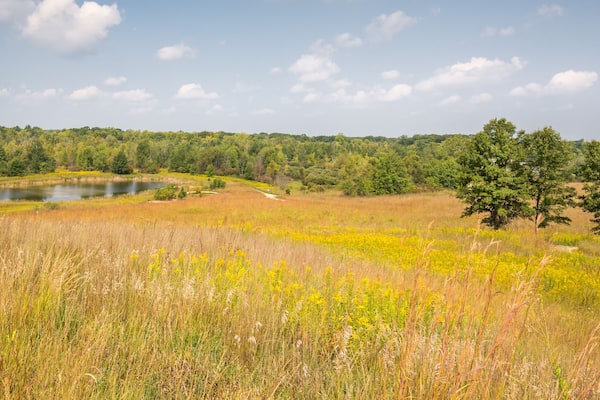 Blooming Goldenrod (solidago spp.) at the Outwash Overlook, in Indian Springs Metropark, near Clarkston, Michigan.