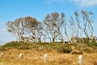 A landscape with leafless trees and a grassy field.