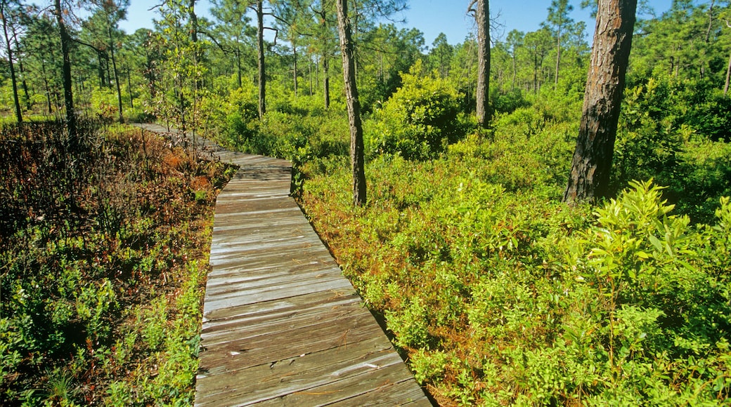 Carolina Beach State Park