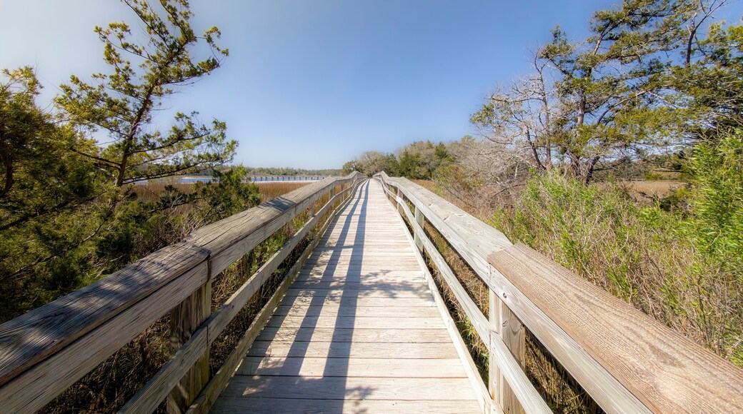 Wood bridge spanning across acres of golden reeds and marsh in a classic South Carolina landscape setting of trees
