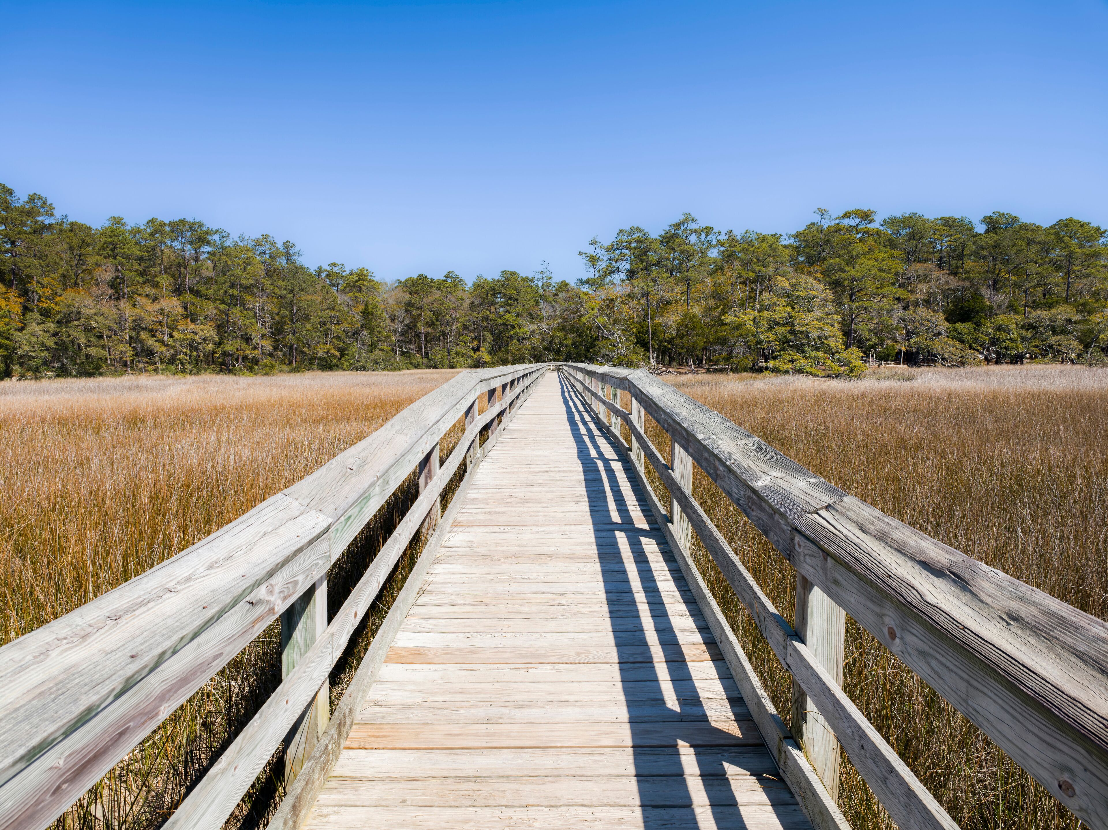 Wood bridge spanning across acres of golden reeds and marsh in a classic South Carolina landscape setting of trees