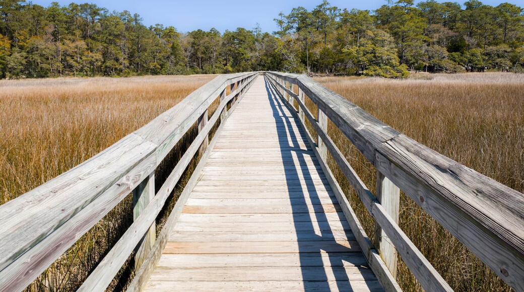 Wood bridge spanning across acres of golden reeds and marsh in a classic South Carolina landscape setting of trees