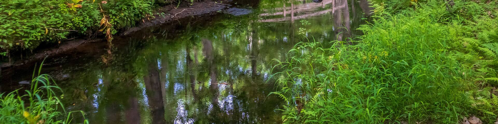 Scenic summer landscape in Wilbour Woods, Rhode Island