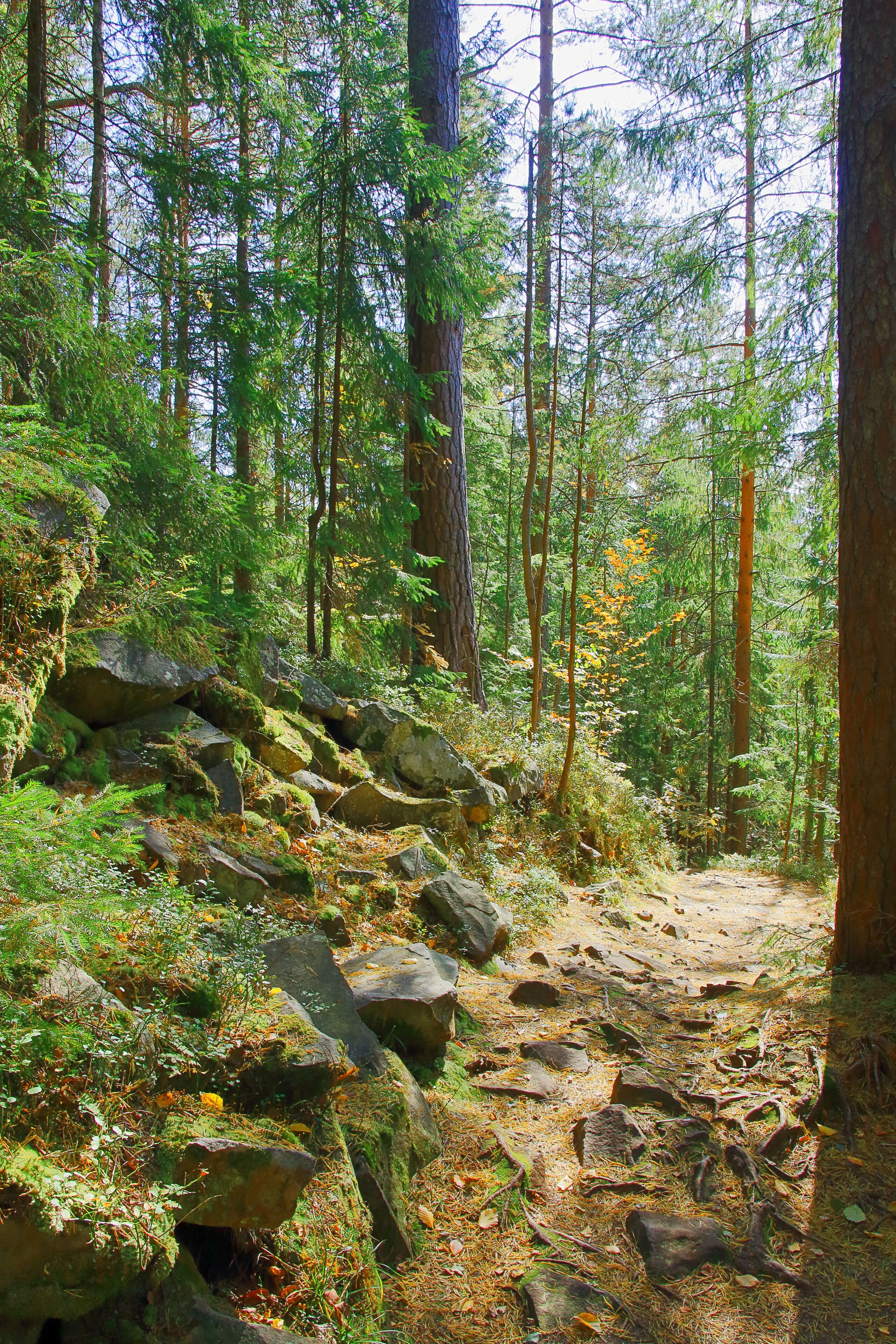 Mountain trail through the old coniferous forest.