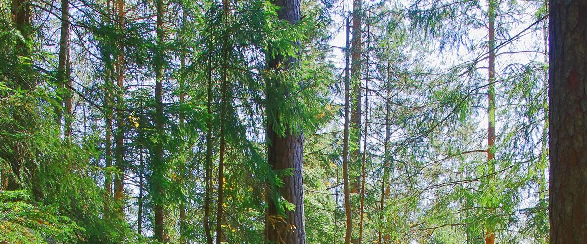 Mountain trail through the old coniferous forest.