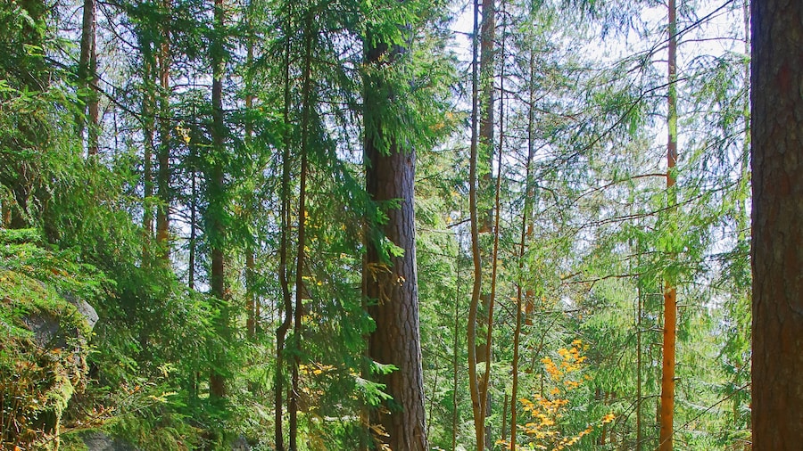 Pine Cliffs Recreation Area - Neusiok Trail