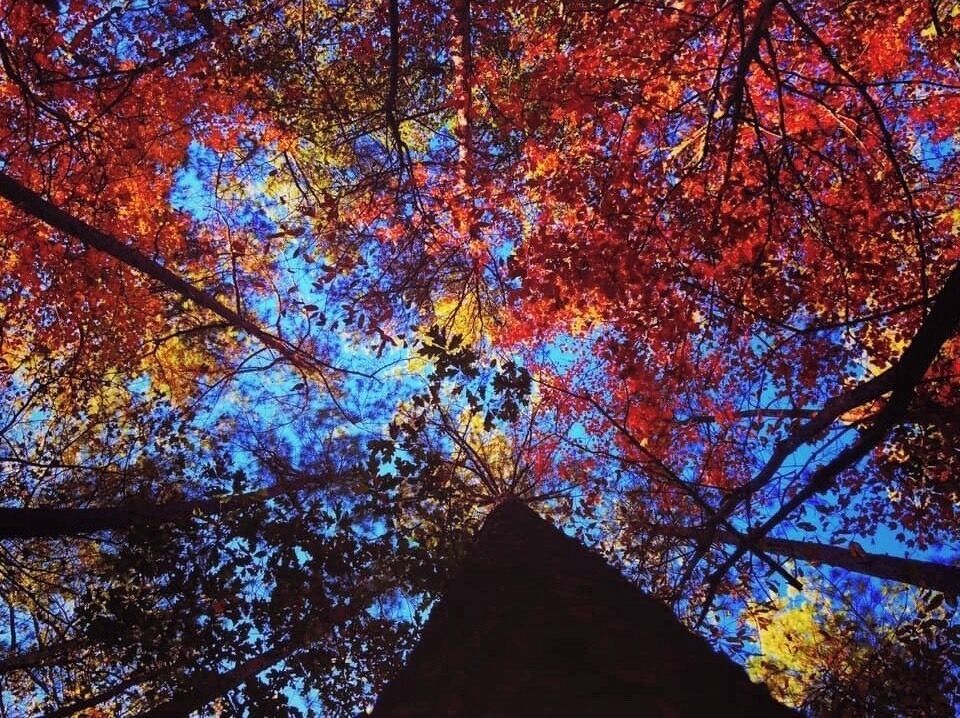 Autumn shows us how beautiful it is let things go. ♥️