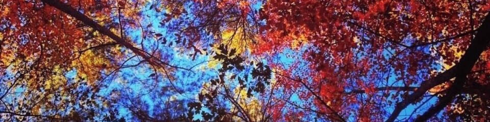Vista de folhas de outono em tons de vermelho, amarelo e laranja contra um céu azul.
