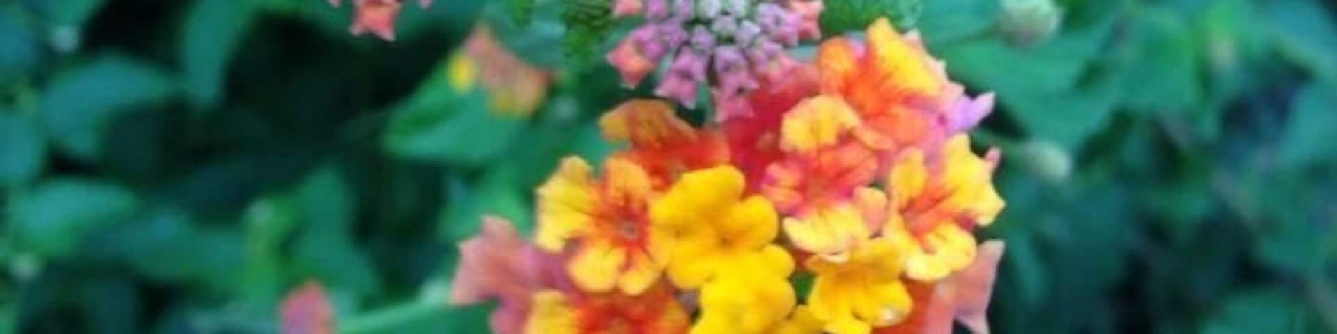 Flowers at the welcome center near the dam.