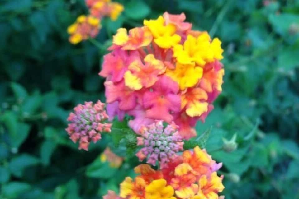 A cluster of vibrant marigold flowers with yellow and orange petals, surrounded by green foliage.
