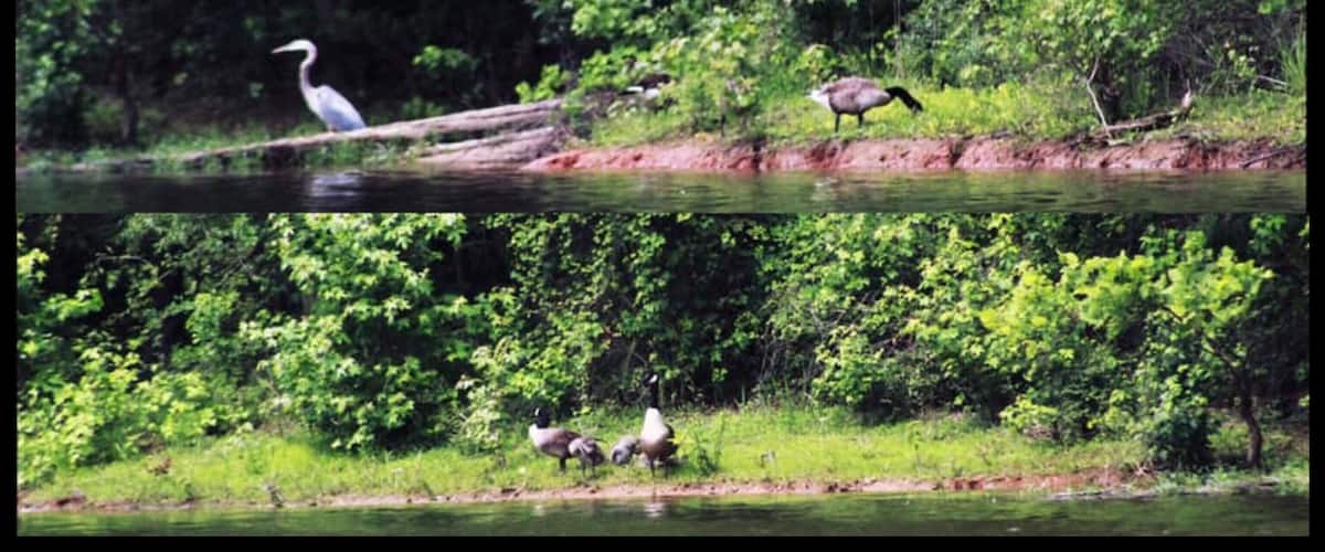 A lovely ducks 🦆♥️