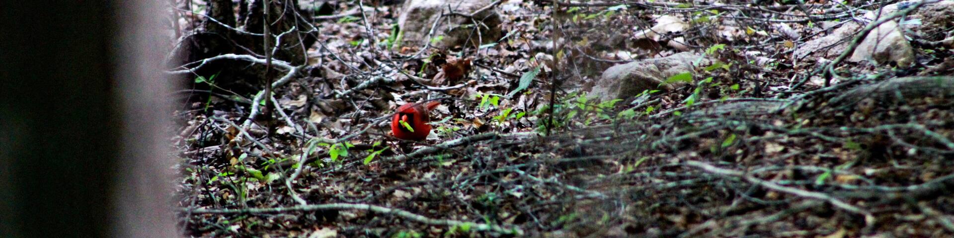 Un suelo boscoso con un pájaro rojo, árboles desprovistos de hojas y un tronco caído.
