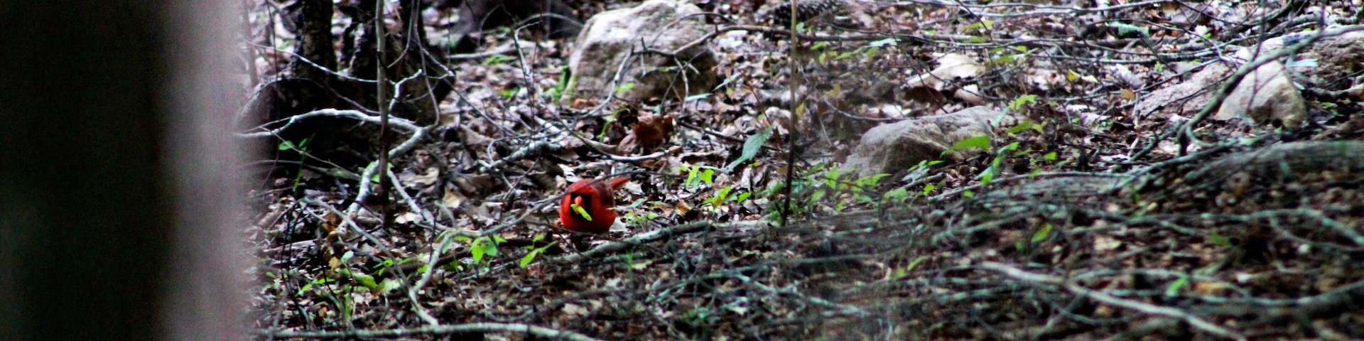 Cardinal ♥️