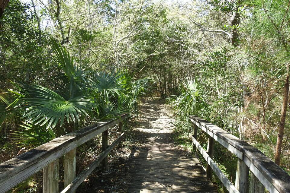 A wooden boardwalk through a dense forest with various tropical plants.