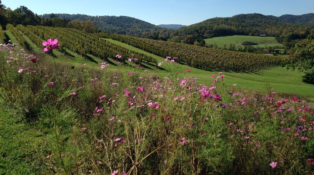 Vineyards at Pippin Hill dance with the wild flowers