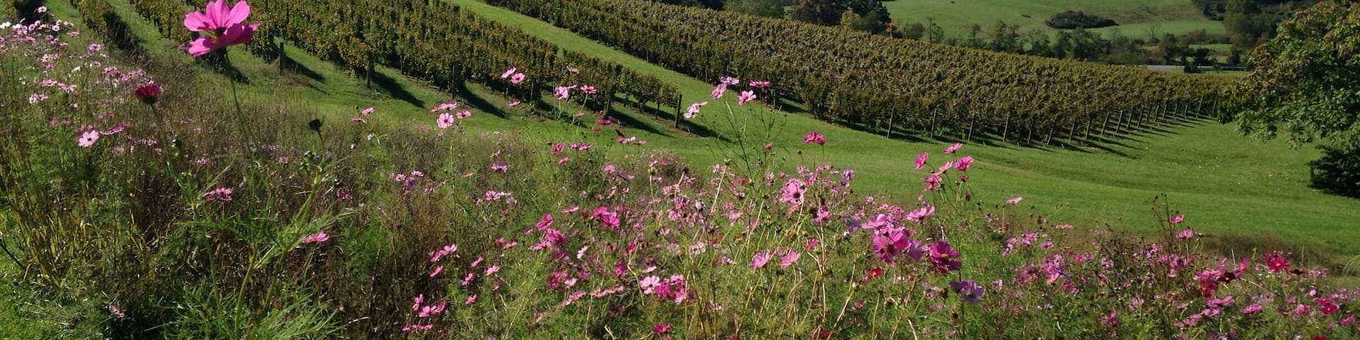 Vineyards at Pippin Hill dance with the wild flowers