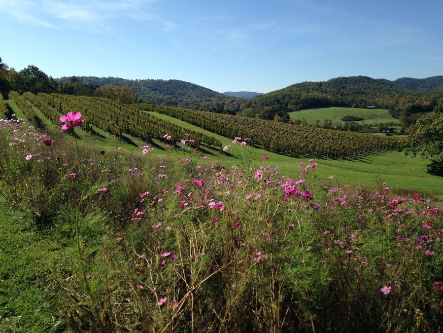 Vineyards at Pippin Hill dance with the wild flowers