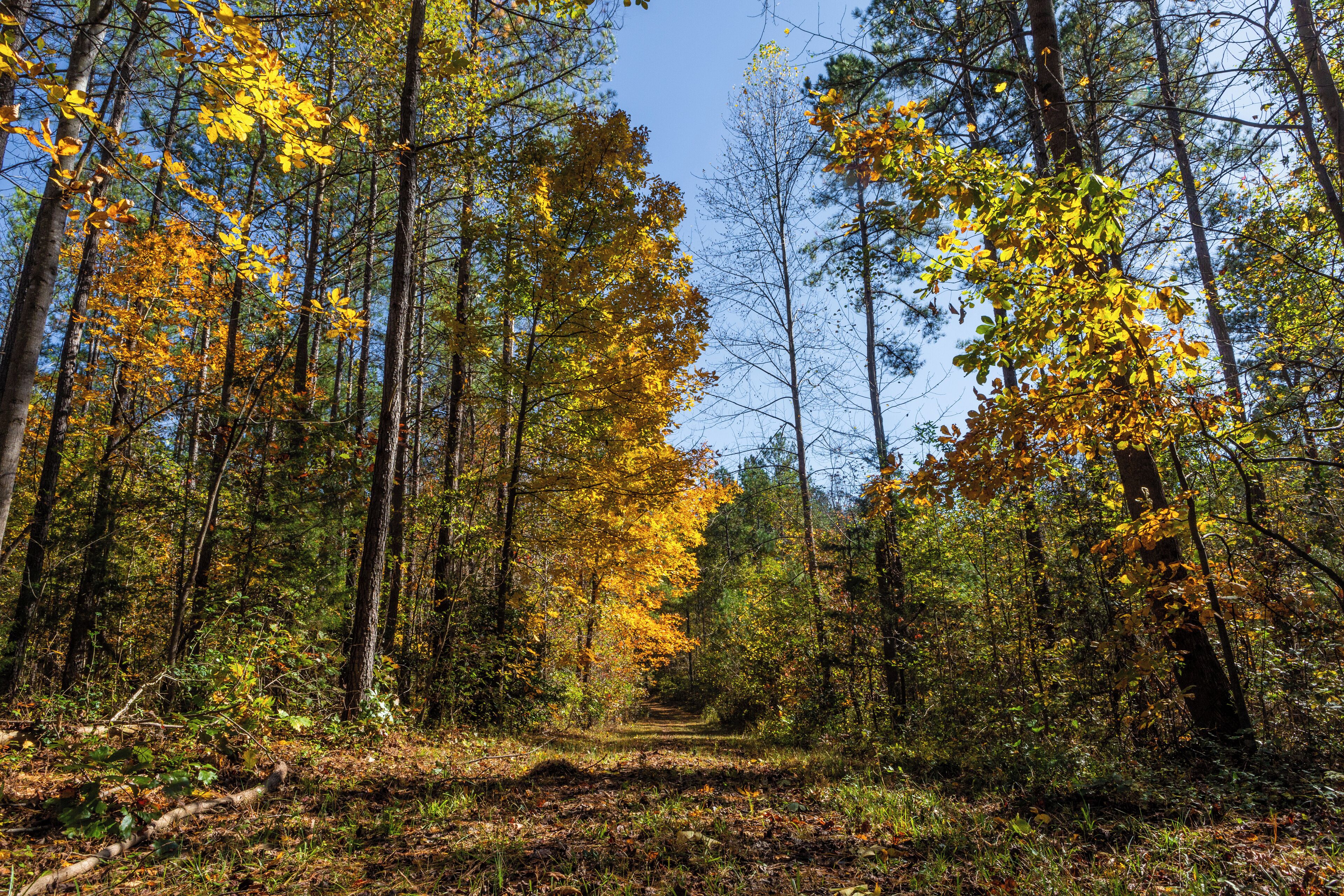Parc estatal Pocahontas