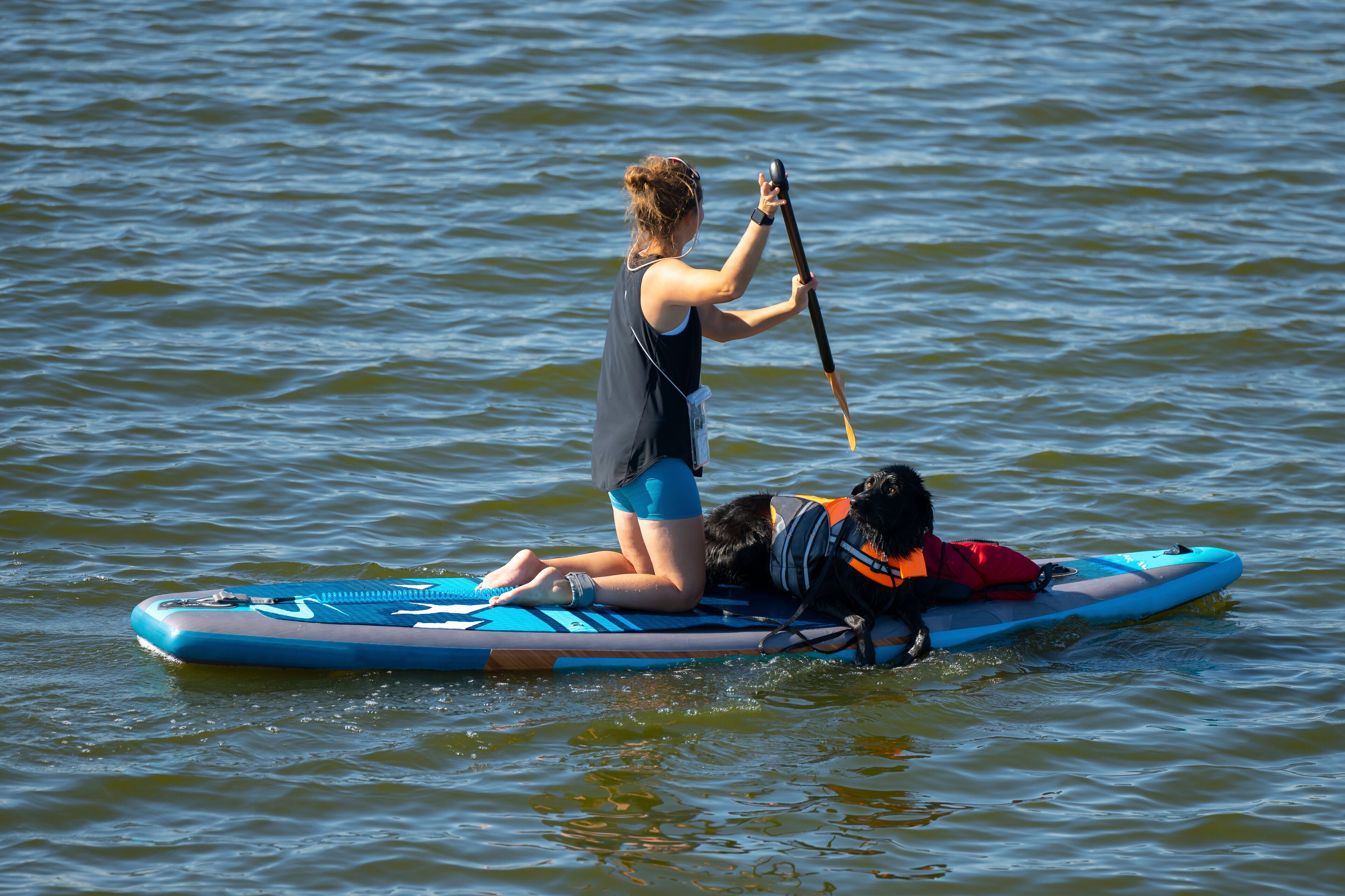 Woman rowing her blue paddle board with her black dog who's wearing a life preserver or flotation device on a warm sunny day on a lake. Small waves are created by gentle breezes blowing over the water