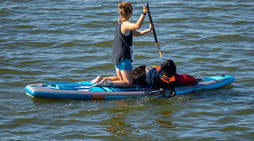 Black Dog Paddle