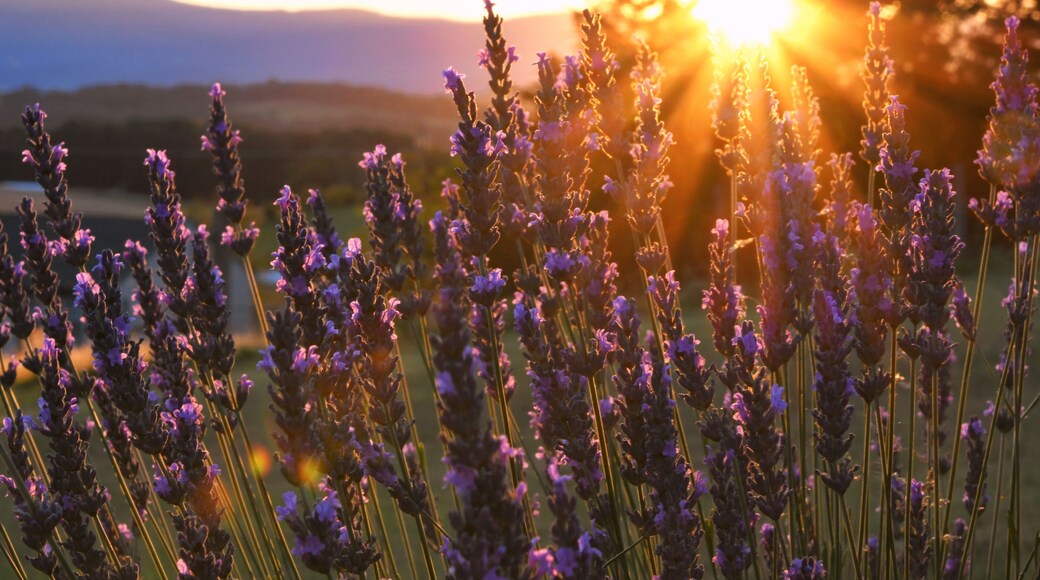Herboristerie Lavender Fields Herb Farm