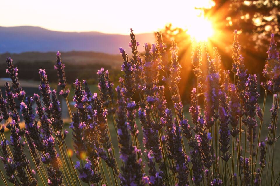 Lavender fields with the sun setting in the background.