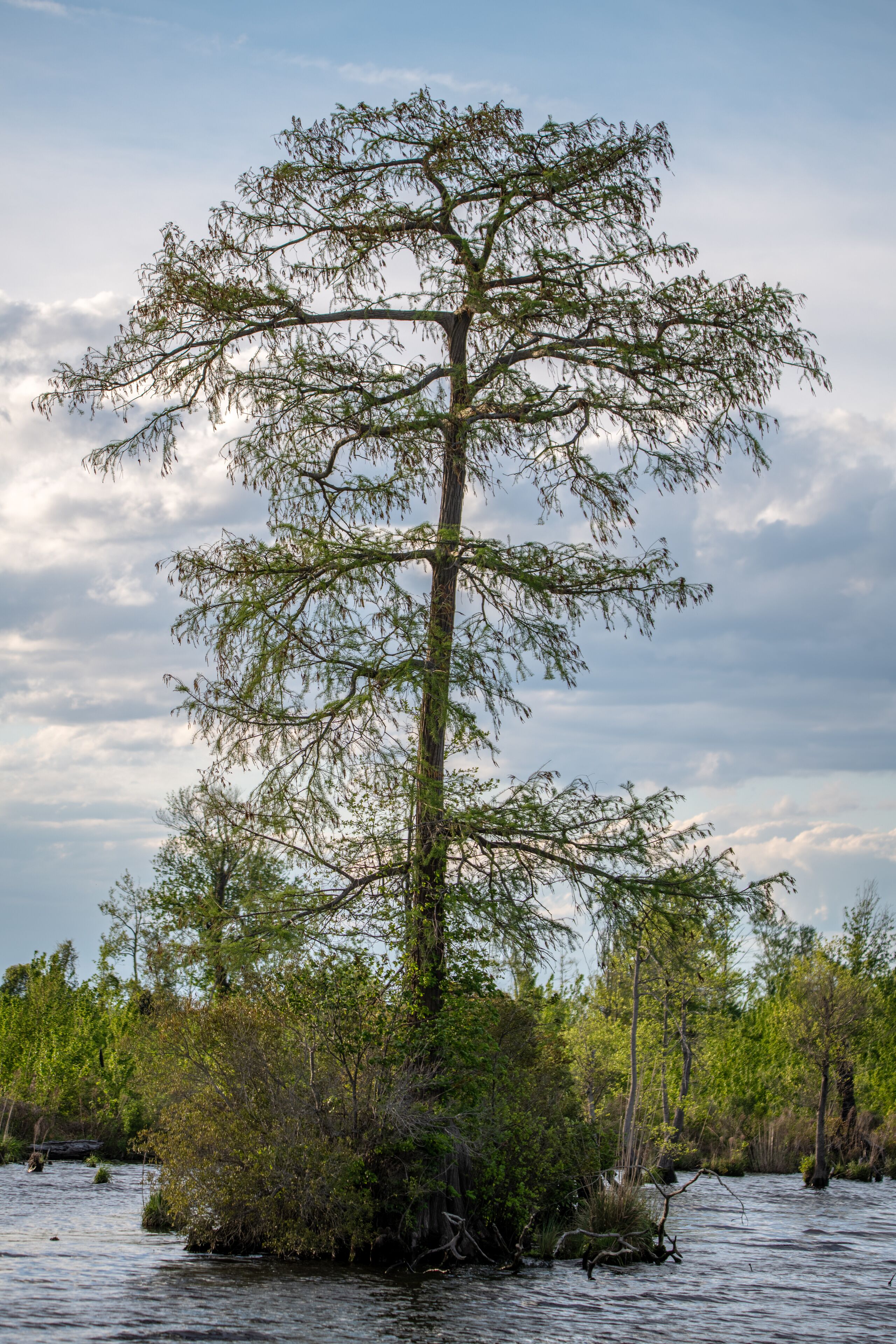 A bald cypress tree in Lake Drummond in the Great Dismal Swamp Wildlife Refuge, Virginia