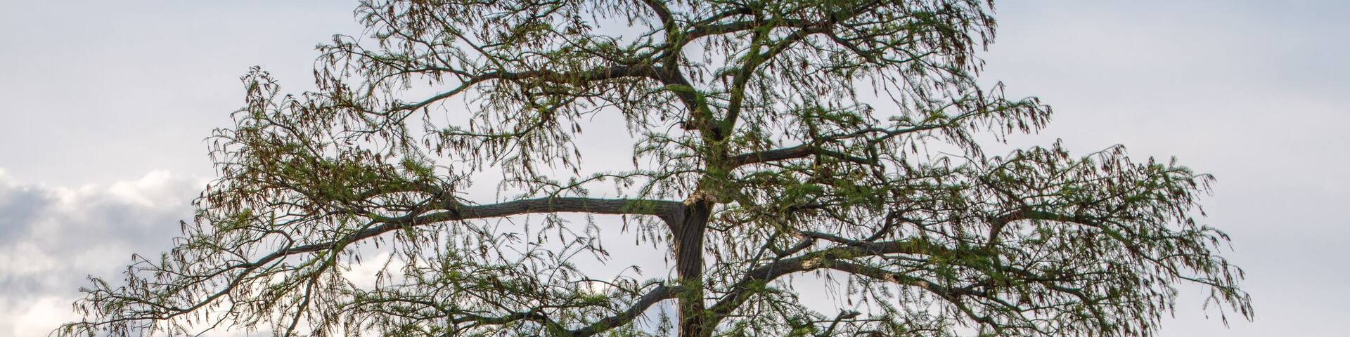 A bald cypress tree in Lake Drummond in the Great Dismal Swamp Wildlife Refuge, Virginia