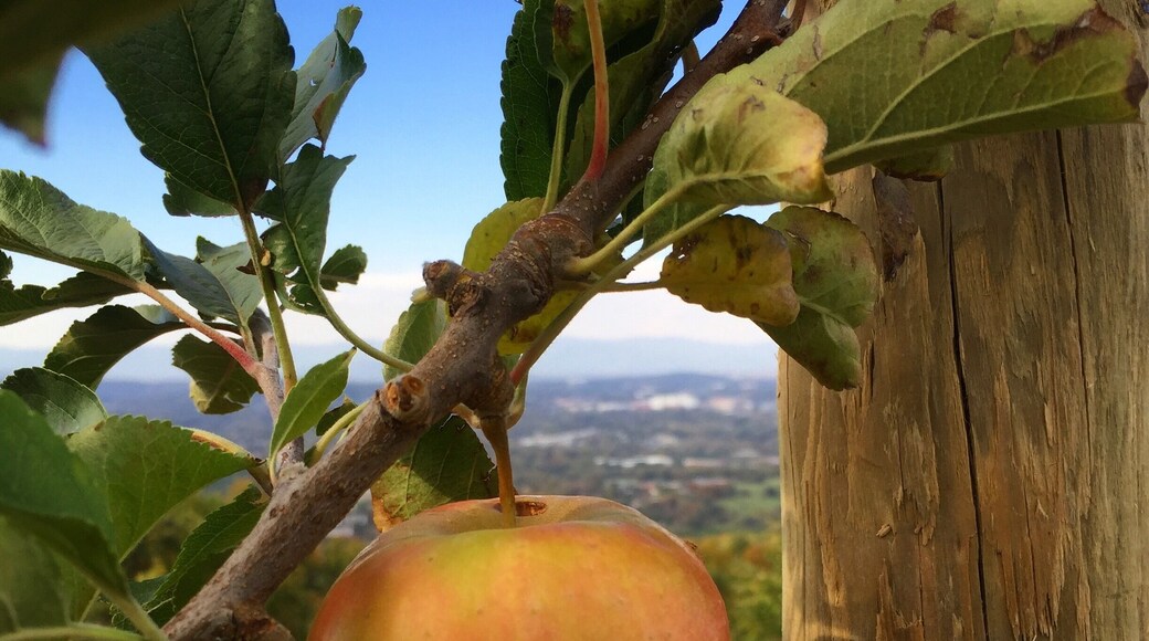 Beautiful views, lots of good apple-related for and drink, and you can wander the orchard picking your own apples fresh off the tree.