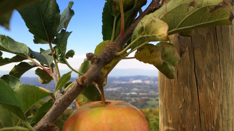 Beautiful views, lots of good apple-related for and drink, and you can wander the orchard picking your own apples fresh off the tree.
