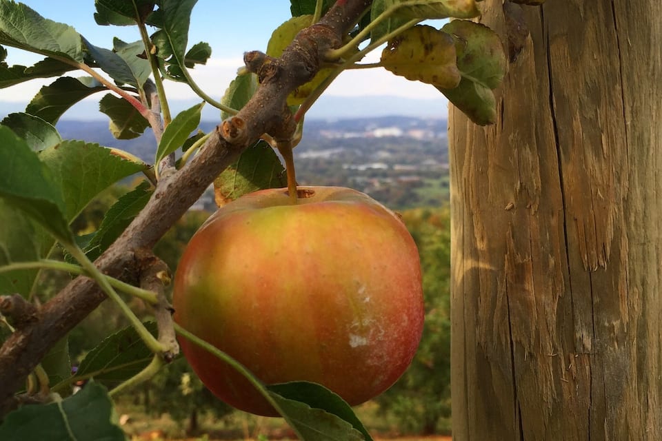 A single apple hanging from a tree branch with a wooden post nearby.