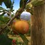 A single apple hanging from a tree branch with a wooden post nearby.