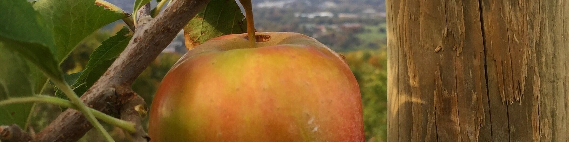 Beautiful views, lots of good apple-related for and drink, and you can wander the orchard picking your own apples fresh off the tree.