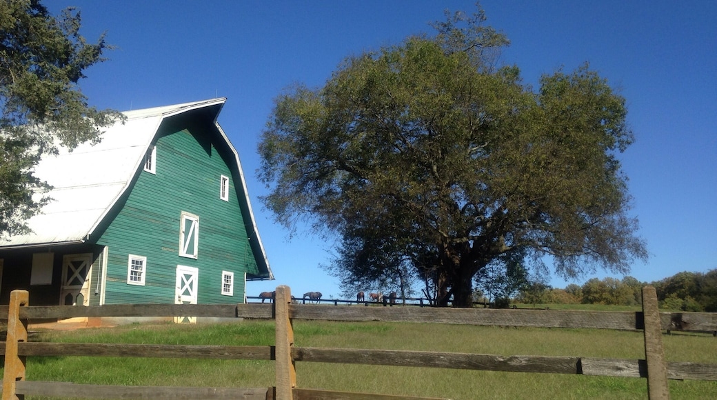 James Madison homestead, horses grazing in fields outside an old abandon farm