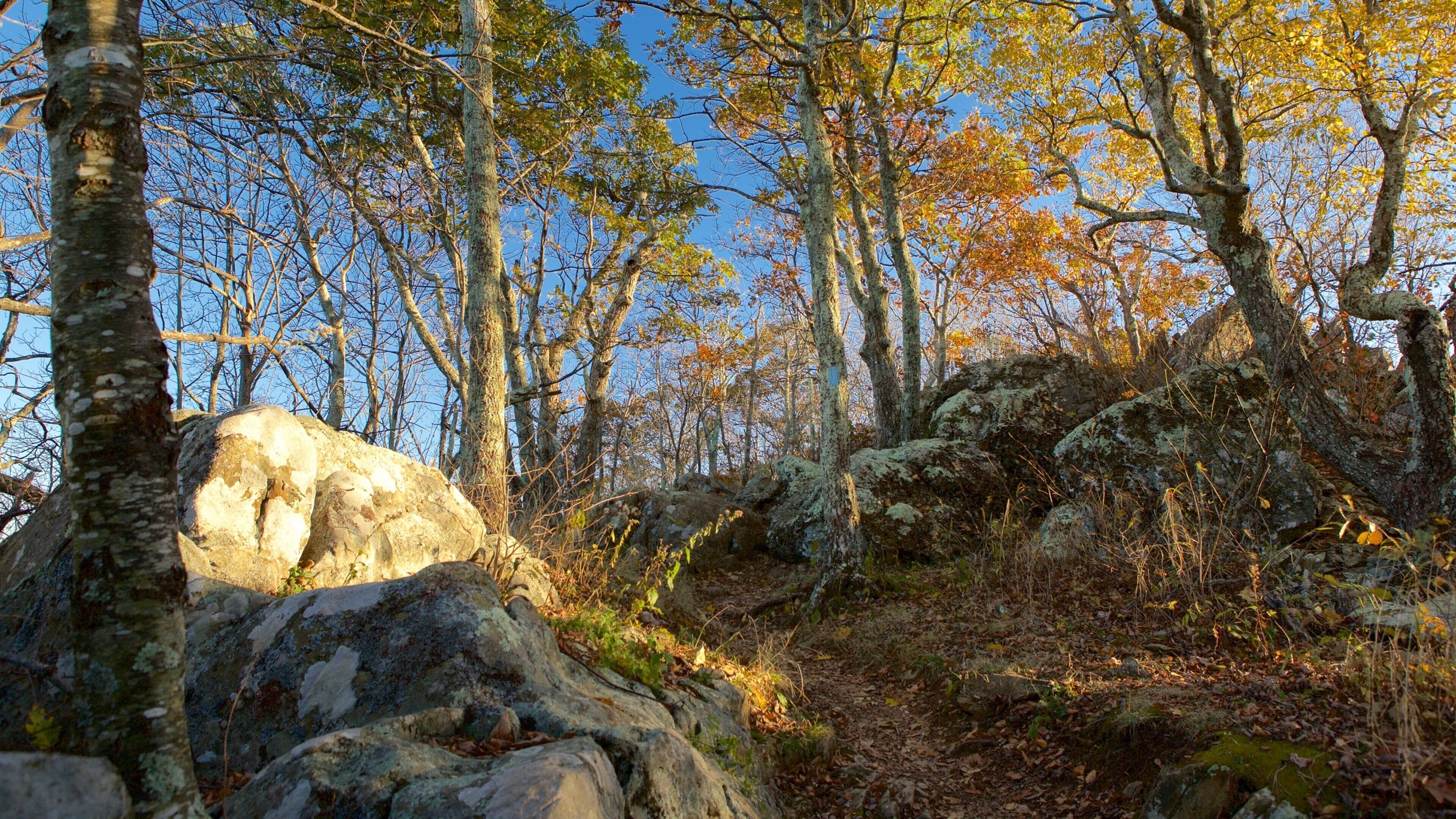 A forest with large rocks and trees with autumn leaves.