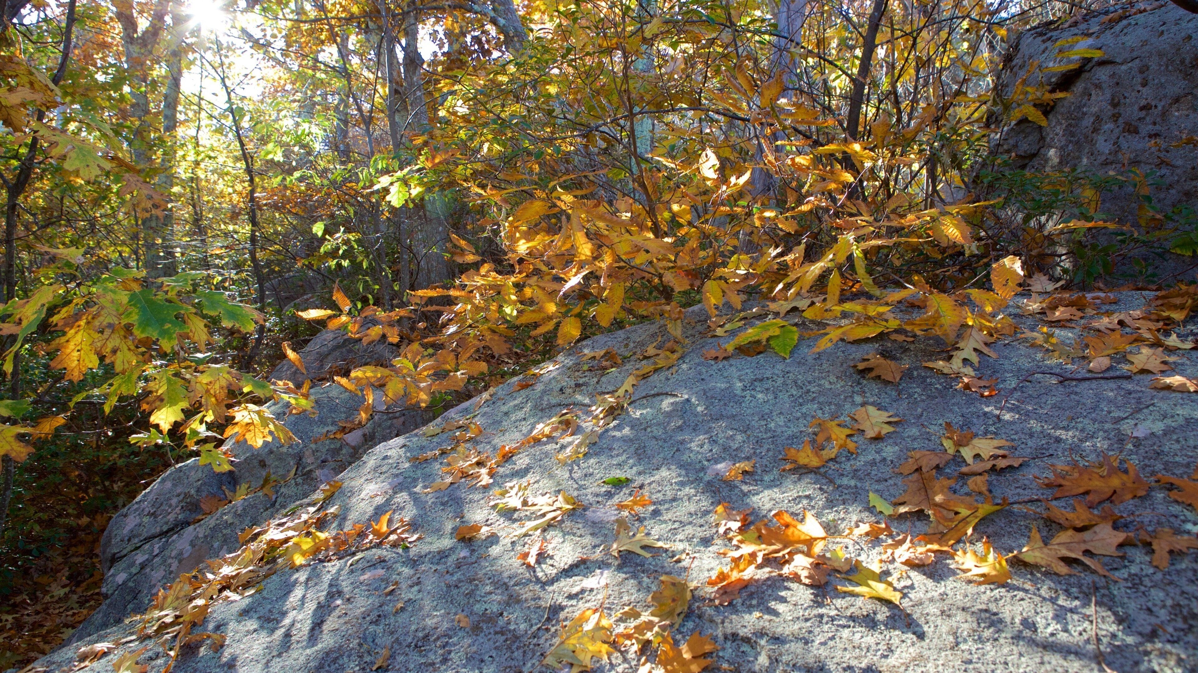 Shenandoah Nationalpark som viser skovområder og efterårsfarver