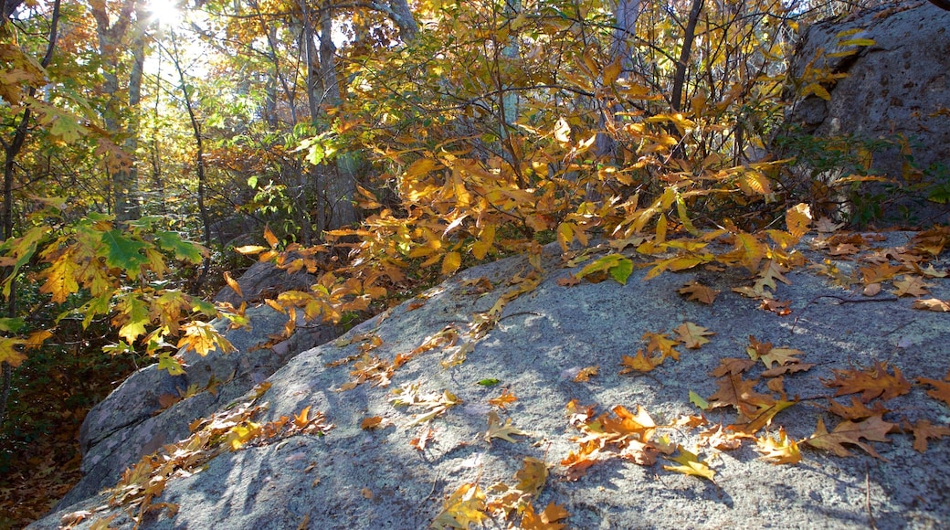 Shenandoah Nationalpark som viser skovområder og efterårsfarver