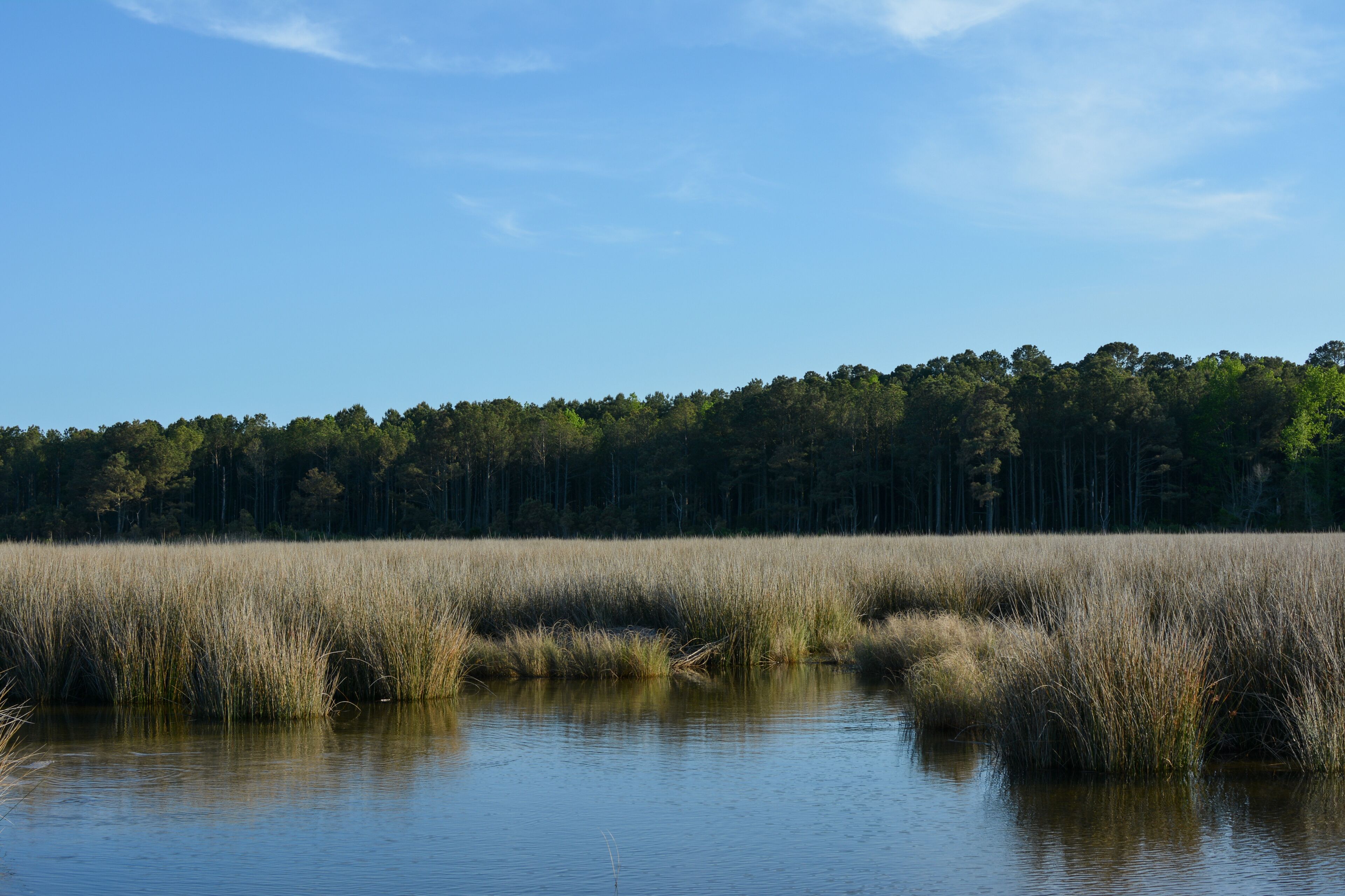 View of the salt marsh at Hughlett Point Natural Area on the coast of the Chesapeake Bay. 